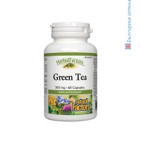 зелен чай, телесно тегло, оксидативен стрес